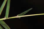 Bearded skeletongrass